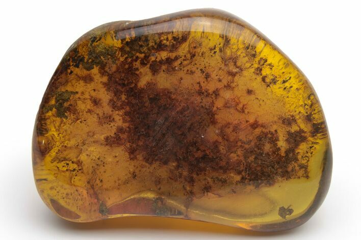 Polished Chiapas Amber ( g) - Mexico #237414